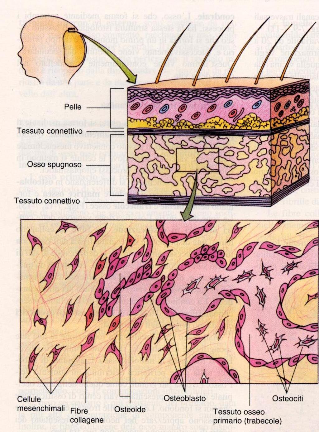 Istogenesi dell osso ossificazione endocondrale (o indiretta in cui l osso è preceduto da un modello cartilagineo) ossificazione intramembranosa ( o diretta, l osso si forma direttamente nel