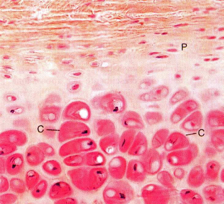 La cartilagine ialina forma l abbozzo dello scheletro nell embrione. cellule mesenchimali condroblasti condrocito gruppi isogeni accrescimento dall interno o interstiziale.