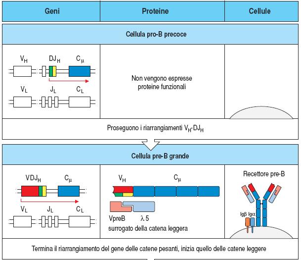 Espressione del recettore in base allo stadio di maturazione della cellula B Recettore pre-b: -Induce proliferazione - Inibisce ricombinazione catena H - Induce