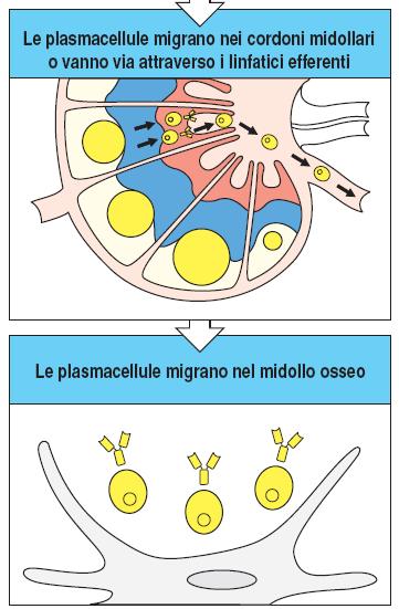 Le cellule B attivate formano i