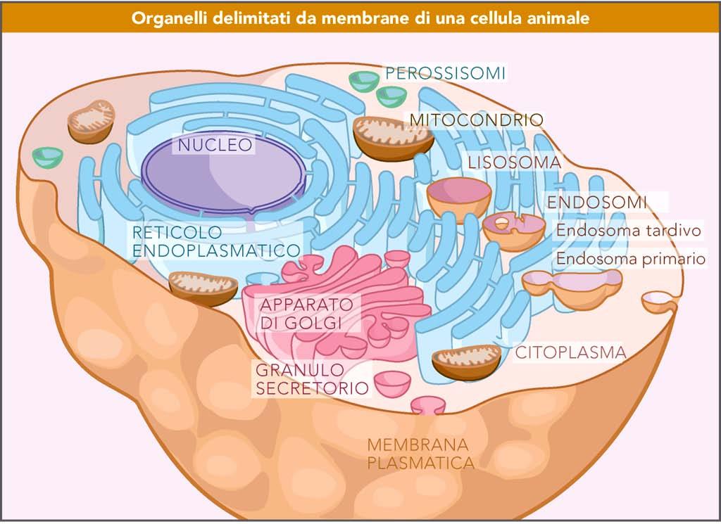 Le cellule eucariote utilizzano gli organelli per compartimentalizzare le
