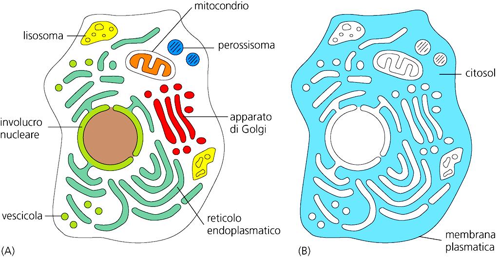 CITOSOL