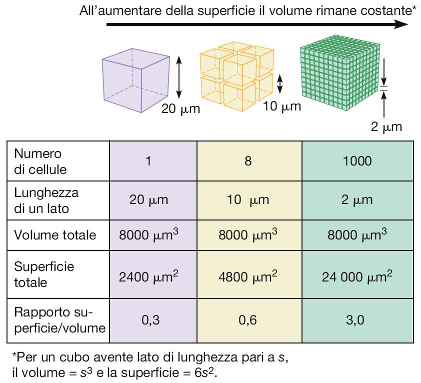 Perché le cellule sono piccole?