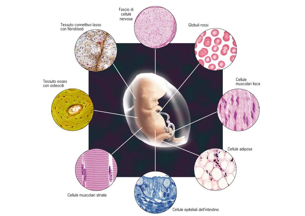 Le cellule si organizzano per