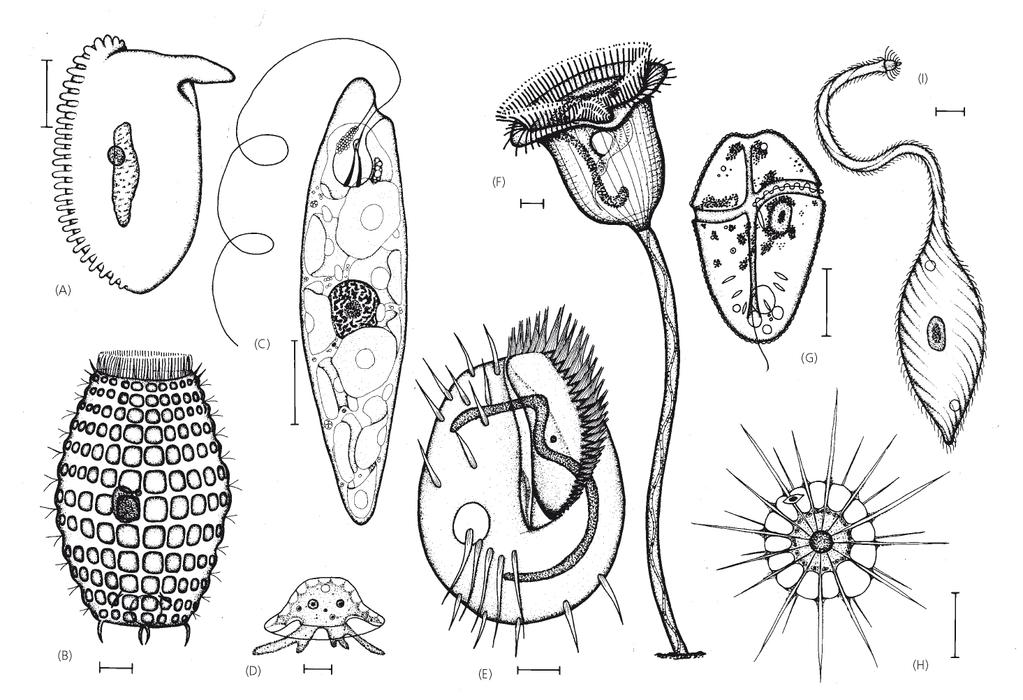 Pur essendo eucarioti unicellulari, i protozoi possono essere complessi e versatili