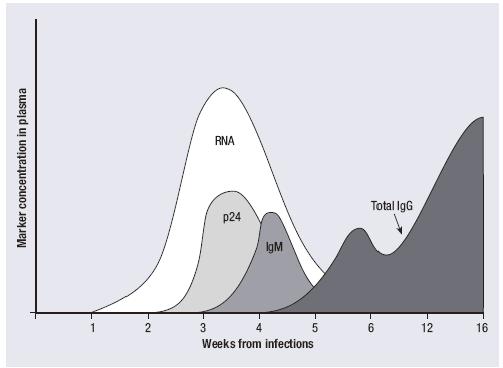 Dopo l infezione da HIV, appaiono precocemente marker sierologici,