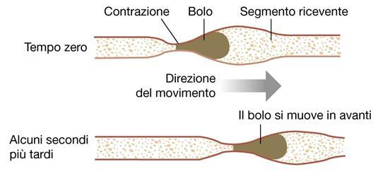 Contrazione peristaltica Responsabile della progressione del bolo (spostamento in avanti) Lo strato di muscolo circolare si contrae