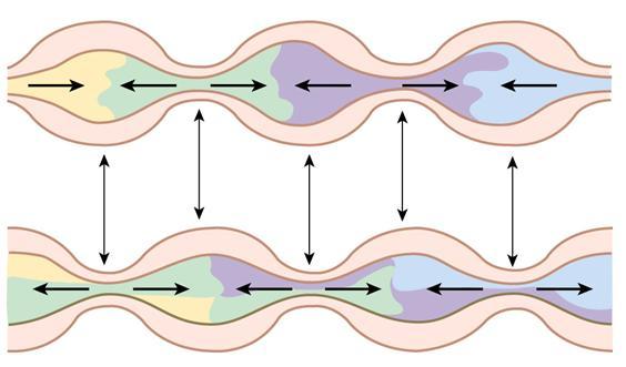 Contrazioni segmentali Responsabile del rimescolamento(nessun movimento netto in avanti) Brevi segmenti di intestino