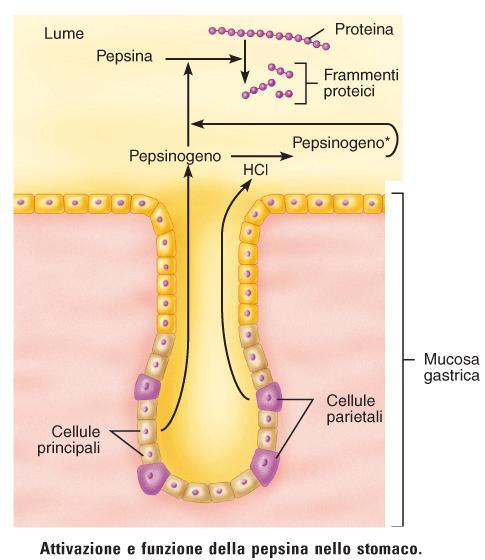 Produzione di HCl ad opera di cellule parietali e pepsinogeno ad opera delle principali.