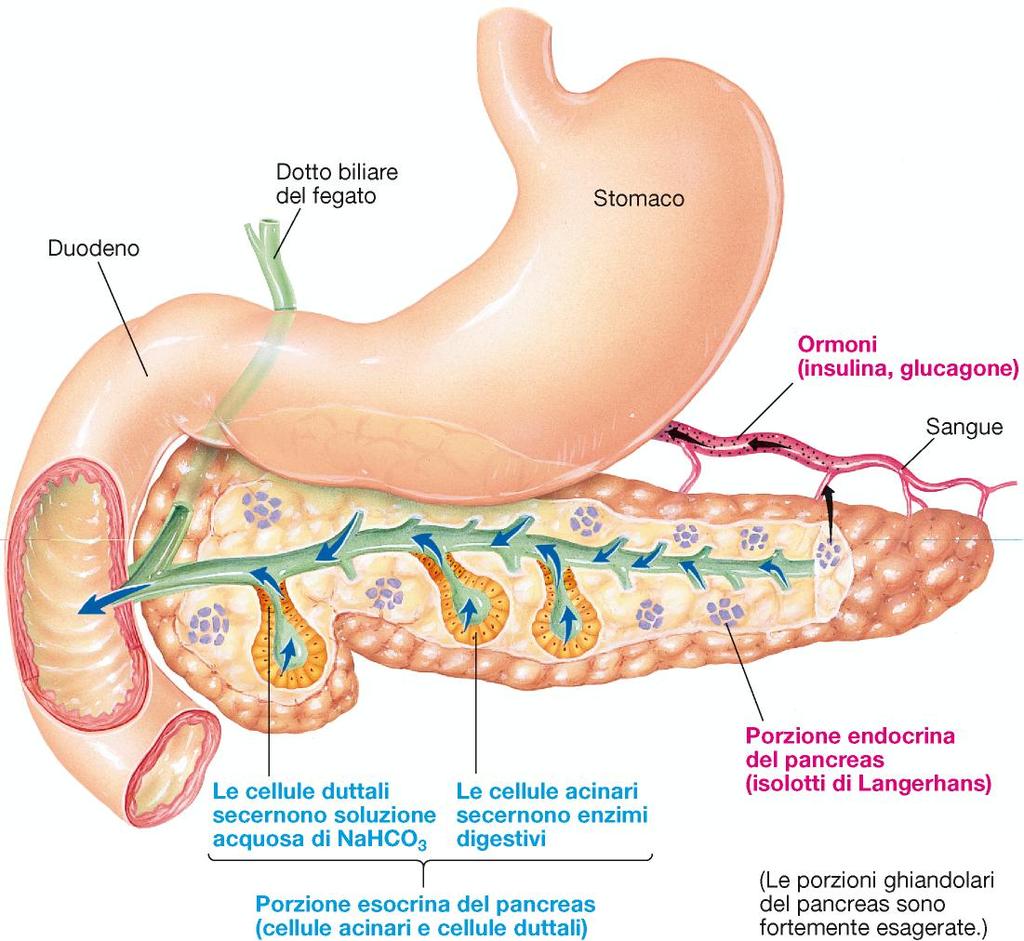 Pancreas, secerne enzimi digestivi (enzimi proteolitici, amilasi