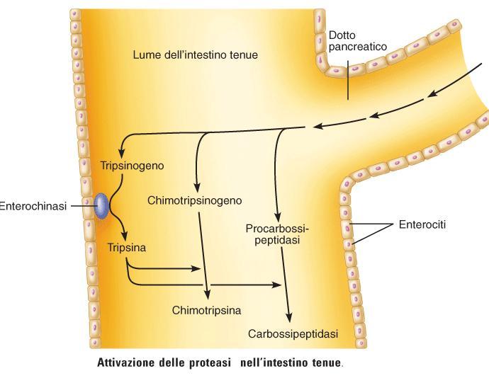 Attivazione proteasi nell intestino tenue - Questi enzimi sono stoccati nelle cellule epiteliali come zimogeni e sono secreti per esocitosi.