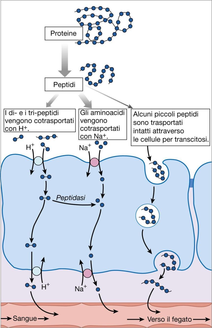 Assorbimento amminoacidi e piccoli peptidi -Gli aa sono trasportati attivamente in cotrasporto con il sodio.