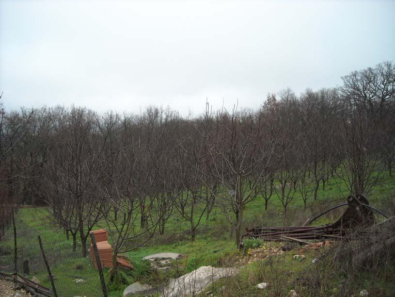 Foto E8 Vista panoramica del terreno