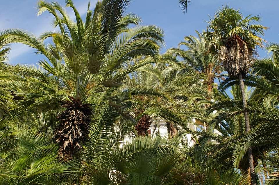 LO STUDIO DEI PARCHI E GIARDINI STORICI Esame della