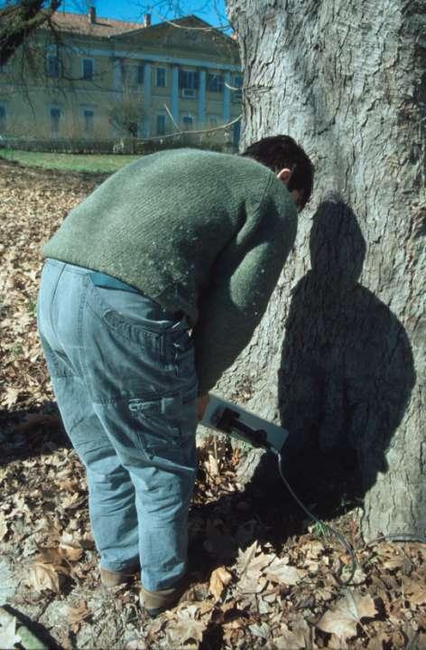 VALUTAZIONE DELLA STABILITÀ DEGLI ALBERI