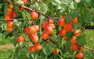 Varietà e portainnesti consigliati e aromatico. L albero di medio vigore fruttifica prevalentemente su rami misti. Distribuita in esclusiva.