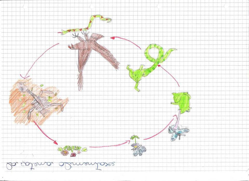 Le relazioni tra esseri viventi e ambiente: Produttori consumatori ambiente. Gli ecosistemi e le catene alimentari. Schemi e disegni.