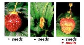Sviluppo del frutto L auxina, stimola la