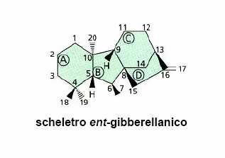 Gibberelline Struttura Sono state identificate nelle piante nel 1950 dai chimici dell Imperial Chemical Industries (ICI) in Inghilterra GA 3 è stata la prima giberellina attiva messa in commercio Una