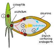 GA 3 è prodotta nel coleottile e nello scutello Quando raggiunge lo strato di aleurone induce la secrezione di enzimi