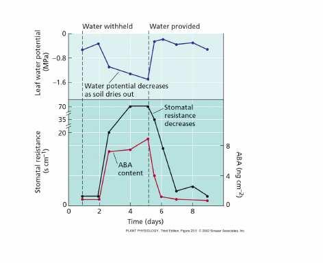 La perdita di H 2 O per evaporazione dalle foglie è controllata attraverso apertura e chiusura degli stomi.