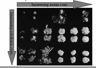 L interazione con le auxine definisce la formazione di germoglio e radice Bassa auxina e alta citochinina: sviluppo germogli Alta