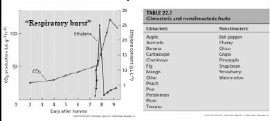 Effetti dell etilene Maturazione dei frutti climaterici Man mano che il frutto