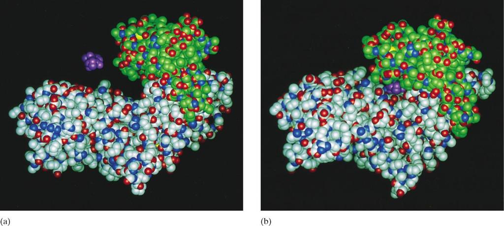 Glucosio Esochinasi Esochinasi Nei mammiferi: 4 forme di