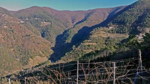 Figure 3: Typical landscape of Vernazza catchment: a mosaic of different landcover: cultivated and abandoned terraces; Mediterranean scrub with ilex wood and pine; a mesophyll wood in the upper part.