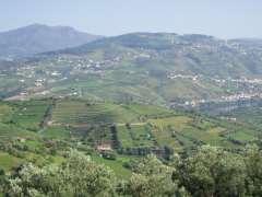 complex but very appealing territorial mosaic, where the vineyards always stand out and the landscape differences (Figure 2), stand as something to be valued with a harmonious, sustainable