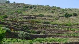 Cultural adaptation of grapevine and traditional crops in a unique drystone landscape: the Island of Pantelleria G. Barbera, A.