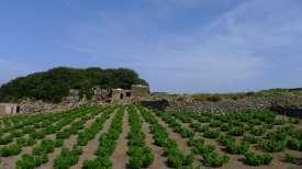 it The Island of Pantelleria is hosting a noticeable number of traditional cultural adaptations to its harsh environment and lack of resources.