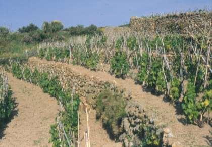 Figura 4 - Impianto di nuovo vigneto con il recupero di vecchi terrazzi all Isola d Elba. Figure 4 - Planted vineyard with recovery of old terraces on the Elba island.