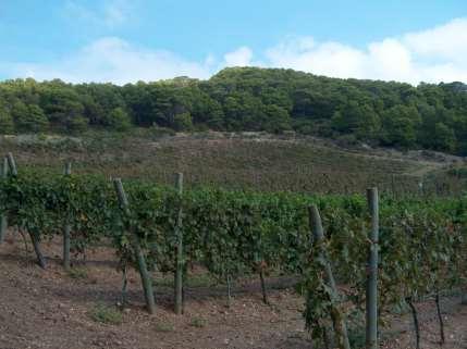 Fino all inizio del XX secolo al Giglio la vinificazione avveniva direttamente in campo, in vasche di pietra (palmenti) di probabile origine etrusca (o precedente) e ricavate direttamente nei