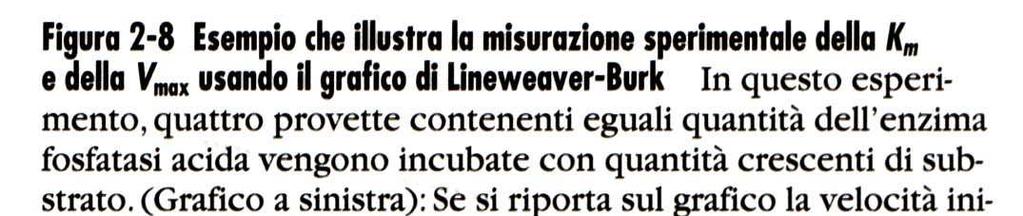 da: Kleinsmith [E] fissa La velocità di una reazione si misura dalla quantità di substrato (S) consumato o