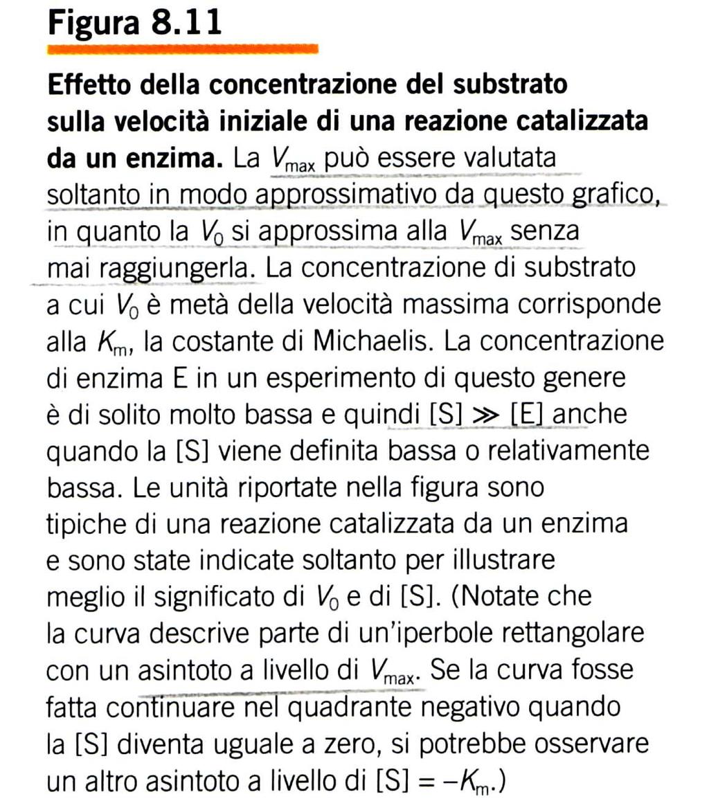 Caratteristica delle reazioni enzimatiche è il fenomeno della saturazione. 6.