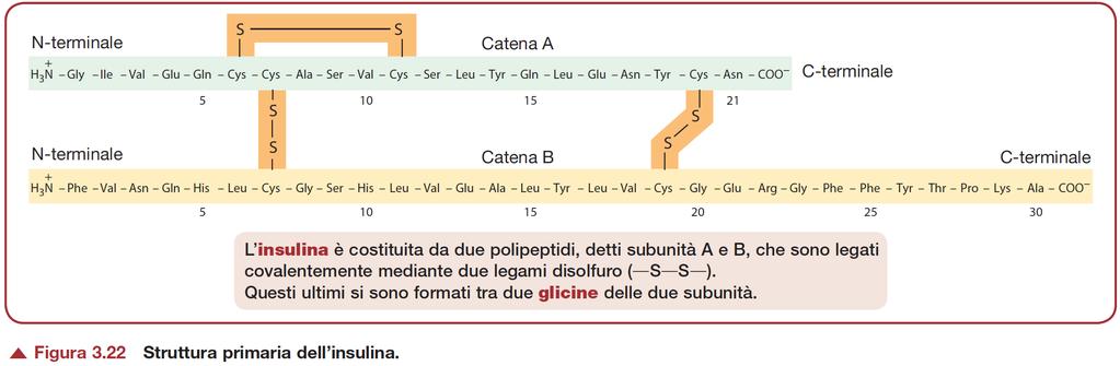 Struttura delle proteine: come si organizza la catena