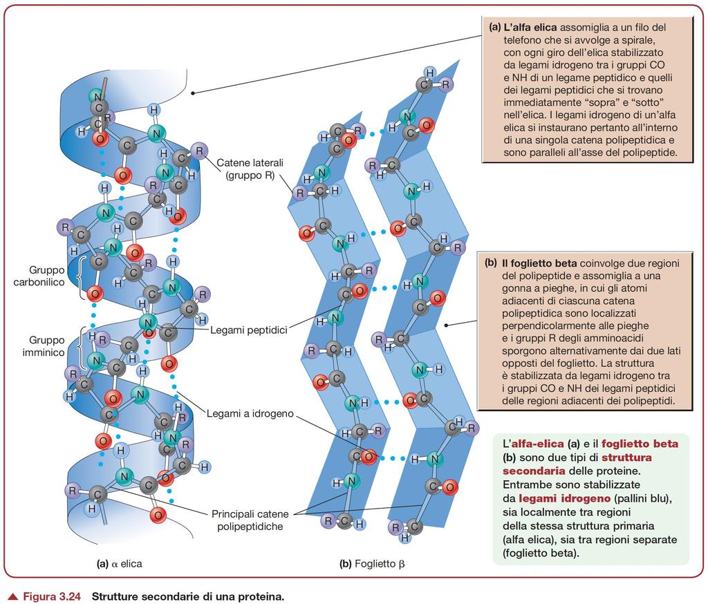 Struttura secondaria: