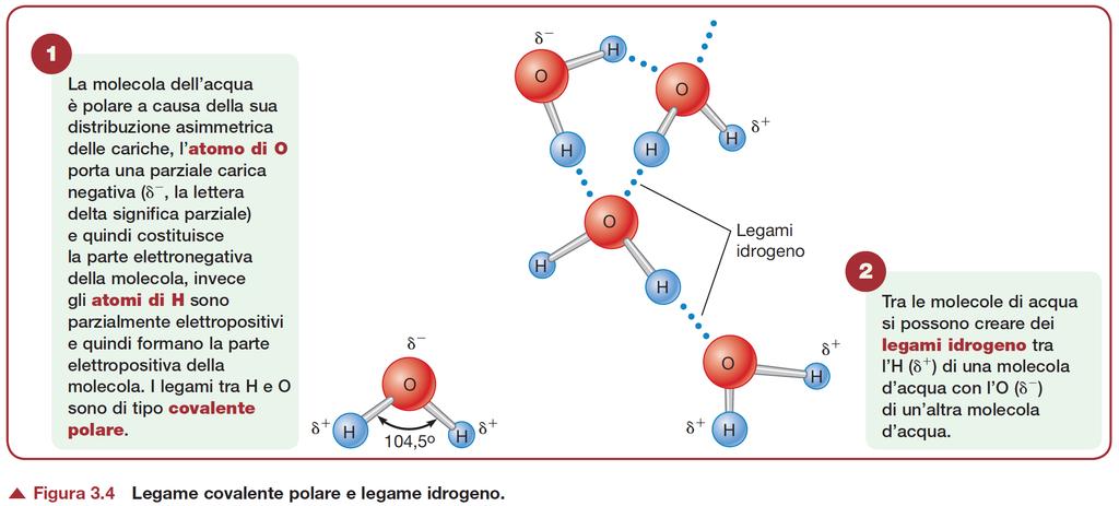 L acqua Due tipi di legame: uno interno alla molecola d acqua e uno tra le molecole d acqua L acqua è una