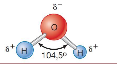 Caratteristiche dell acqua: 1) Crea un ambiente favorevole alle basse temperature Stato solido meno denso dello stato liquido (il ghiaccio galleggia) 2) Crea un ambiente che può cambiare di