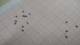 I risultati sperimentali sono compatibili con l ipotesi n.2: i moscerini più piccoli (a) sono maschi che nell impossibilità di accoppiarsi non hanno dato progenie.