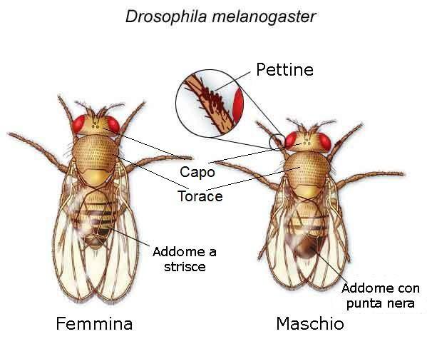 Allegato 5 Scheda docente: Drosophila Melanogaster e ceppi mutanti DROSOPHILA MELANOGASTER La Drosophila Melanogaster, il comune moscerino della frutta (o moscerino dell aceto), è un organismo