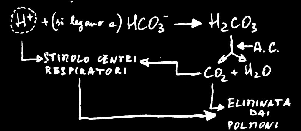 IL SISTEMA DEL BICARBONATO BICARBONATO-ACIDO CARBONICO - pk = 6,1 HCO3- + H+ H2CO3 CO2 + H2O Se si aggiungono ioni H+ al sangue (es. ac.