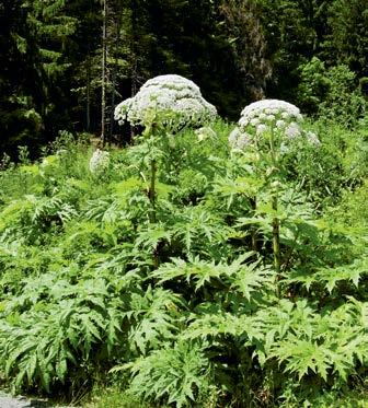 Possibilità di lotta Panace di Mantegazzi (Heracleum mantegazzianum) In genere si distinguono quattro approcci di lotta: la gestione particolareggiata (p. es.