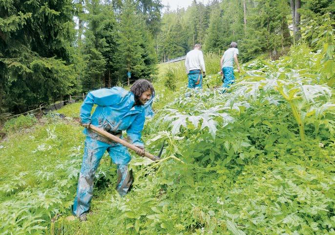 Fonte: Davoser Zeitung Lotta contro la panace di Mantegazzi nei Grigioni Possibilità di azione per la popolazione Spesso si afferma che i problemi con le piante alloctone invasive possono solo essere