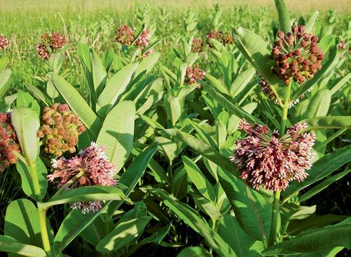 alluvionali e nei canneti. Produce numerosi semi dispersi dall acqua e ricaccia vigorosamente dalla ceppaia dopo i tagli.