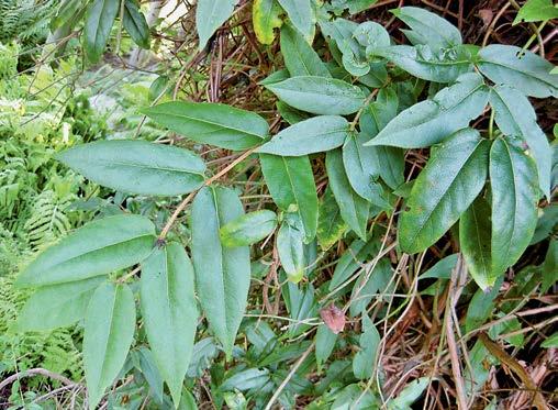 Pot Soldinella reniforme (Hydrocotyle ranunculoides) Pianta acquatica perenne, molto adattabile che forma popolamenti