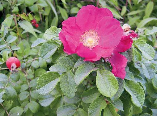 Rosa a foglie rugose (Rosa rugosa) Arbusto poco esigente che raggiunge 1,5 m di altezza.