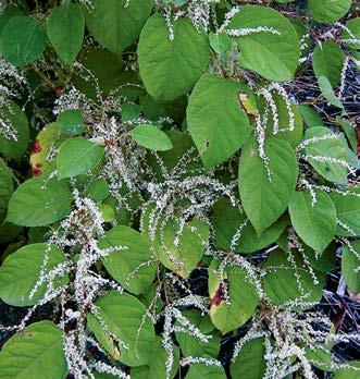 Riassunto Le piante alloctone invasive possono provocare gravi danni ecologici ed economici e possono ledere la salute.