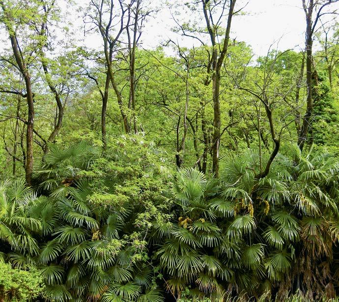 Palma di Fortune (Trachycarpus fortunei) Misure immediate Le misure immediate sono dei provvedimenti sistematici destinati a eradicare o a contenere le specie invasive che presentano un elevato